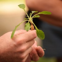Détail d'une main tenant une jeune pousse de carotte lors d'un séjour pour déficients visuels