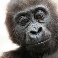 voyage sur les traces des gorilles au Congo brazaville. Photo d'un bébé gorille