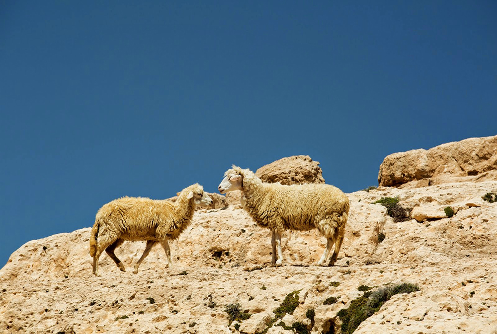 Moutons lors du séjour en famille entre Atlas et océan
