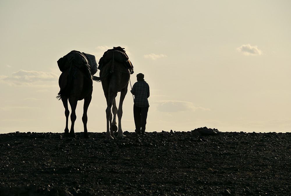 Homme accompagné de deux cheameaux lors du séjour méharée dans le désert en famille