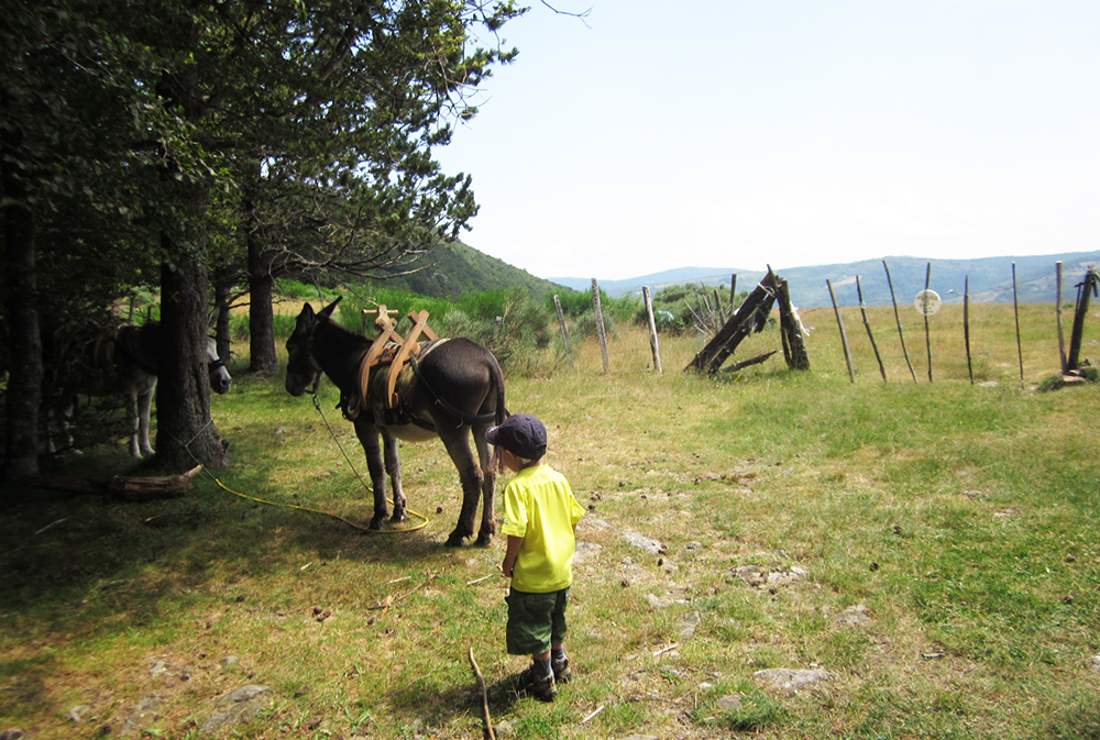 Ane lors de randonnée en Cévennes. rando âne en famille loin de la foule du chemin de Stevenson