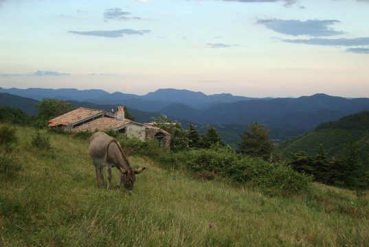 Un âne broute dans un champs lors du séjour Randonnée avec nos ânes en Cévennes. rando ânes loin de la foule du chemin de Stevenson. rando âne en famille loin de la foule du chemin de Stevenson