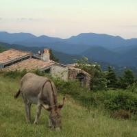Un âne broute dans un champs lors du séjour Randonnée avec nos ânes en Cévennes. Astronomie en France. rando ânes loin de la foule du chemin de Stevenson