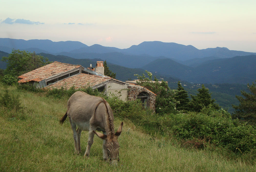 Un âne broute dans un champs lors du séjour Randonnée avec nos ânes en Cévennes. Astronomie en France. rando ânes loin de la foule du chemin de Stevenson