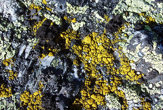 roche colorée lors du séjour astronomie dans les Cévennes. Astronomie en France