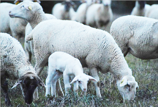 brebis et agneau lors du séjour jeunesse dans les Cévennes