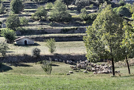 Troupeau de moutons dans un champ lors du séjour adapté au handicap mental en France