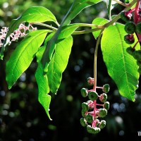 Plante et nature lors des voyages adaptés