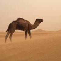 dromadaire dans une tempête de sable dans le désert marocain