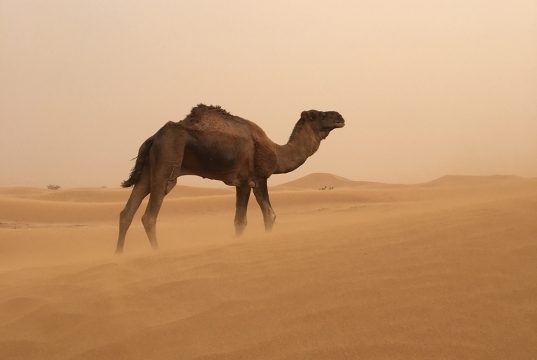 dromadaire dans une tempête de sable dans le désert marocain