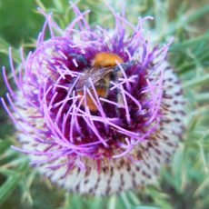 Photo d'un beau chardon avec une abeille qui butine dedans, dans des teintes violettes