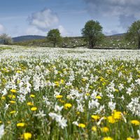 aubrac_botanique_narcisse
