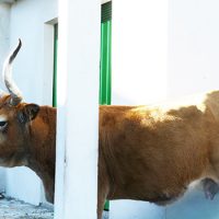 Une vache sauvage, avec de grandes corns, prise en photo devant une habitation traditionnelle, dans la campagne du nord