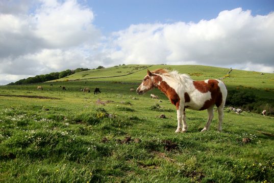 Magnifique cheval dans les champs fleuris de l'Aubrac