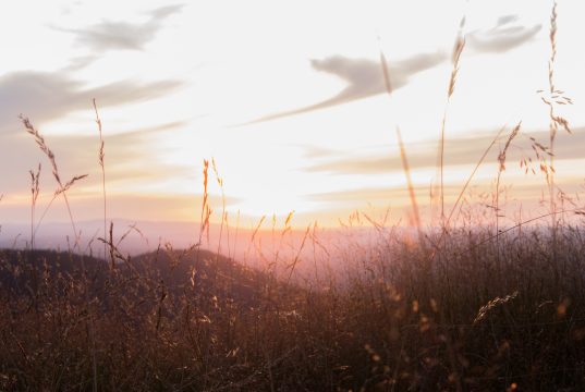 31072019-IMG_3388 31072019-IMG_3388