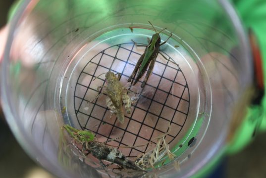 Itinerance avec nos ânes Azimut Voyage (54) Itinerance avec nos ânes Azimut Voyage (54)