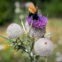 Séjour perd pas l'nord : initiation à la survie douce