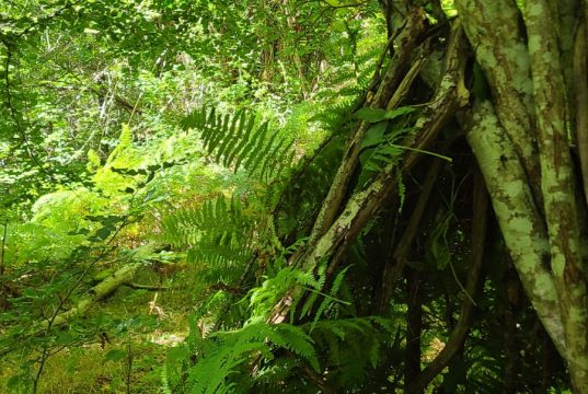 première colo premier pas vers l'aventure 13