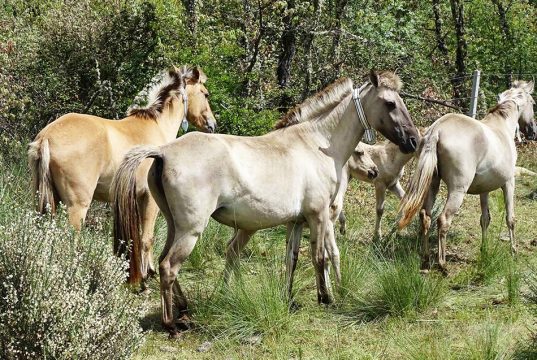 sejours deficients visuels portugal 10 sejours deficients visuels portugal 10