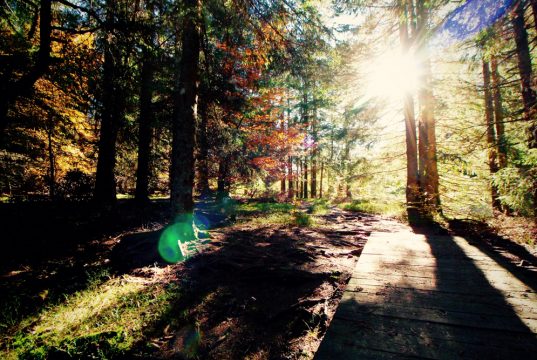 Copyright Anna Saule Copyright Anna Saule