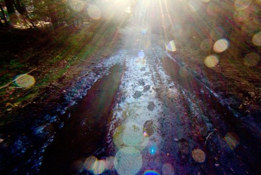 Copyright Anna Saule Copyright Anna Saule