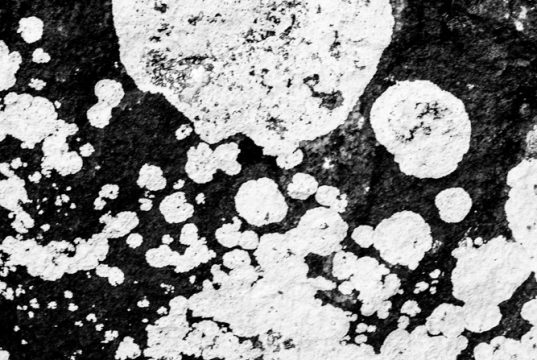 Copyright Anna Saule Copyright Anna Saule