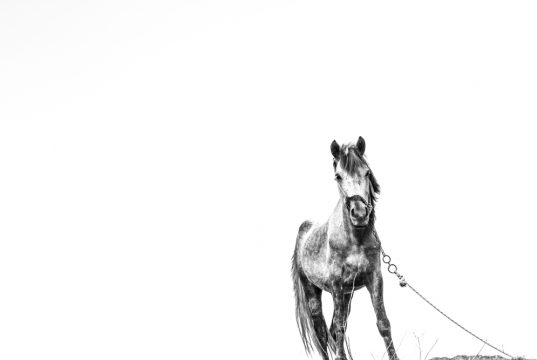 Copyright Anna Saule Copyright Anna Saule