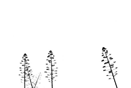 Copyright Anna Saule Copyright Anna Saule