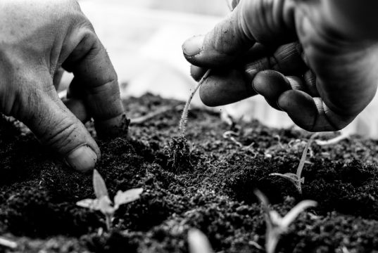 Copyright Anna Saule Copyright Anna Saule