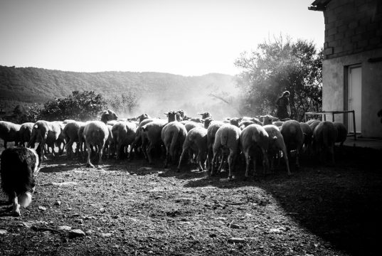 Copyright Anna Saule Copyright Anna Saule