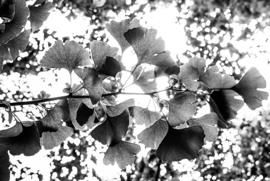 Copyright Anna Saule Copyright Anna Saule