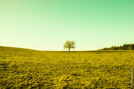 Copyright Anna Saule Copyright Anna Saule