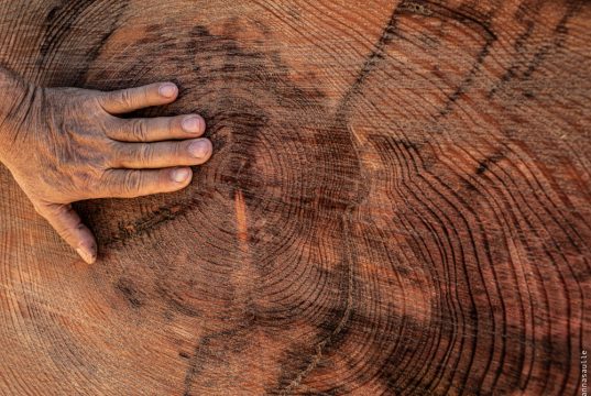 Copyright Anna Saule Copyright Anna Saule